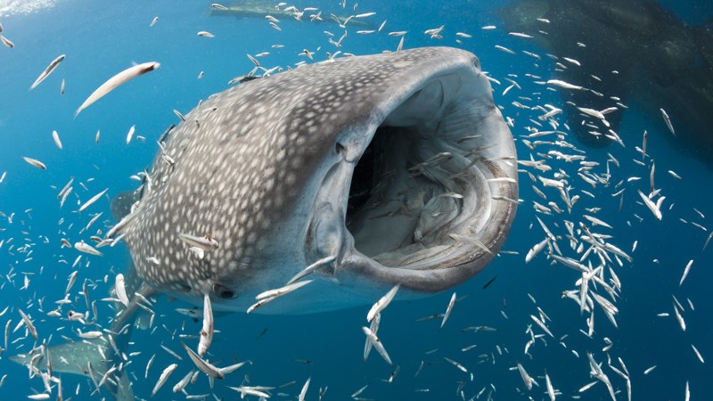 � ������� ���� ���� ������� ������ ���� �������� ������� �����